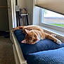 Mango joined the competition — help win amazing prizes! carpet, cat, cozy, cushion, daylight, domestic, feline, fur, home, household_items, indoor, natural_light, orange_tabby, pet, relaxing, resting, rural_view, sleepy, window, window_sill
