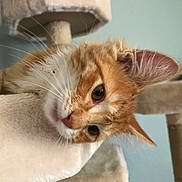 Mango joined the competition — help win amazing prizes! animal, cat, cat_tree, close_up, curious, cute, domestic_cat, ears, eyes, feline, fur, head_tilt, indoor, orange_cat, pet, plush, resting, soft_texture, whiskers, white_fur