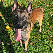 Venom participe au concours pour gagner de l'argent avec cette photo : dog, canine, pet, animal, grass, outdoor, leaf, autumn, nature, sunlight, tongue, ears, brown, black, playful, happy, standing, daytime, shadow, collar