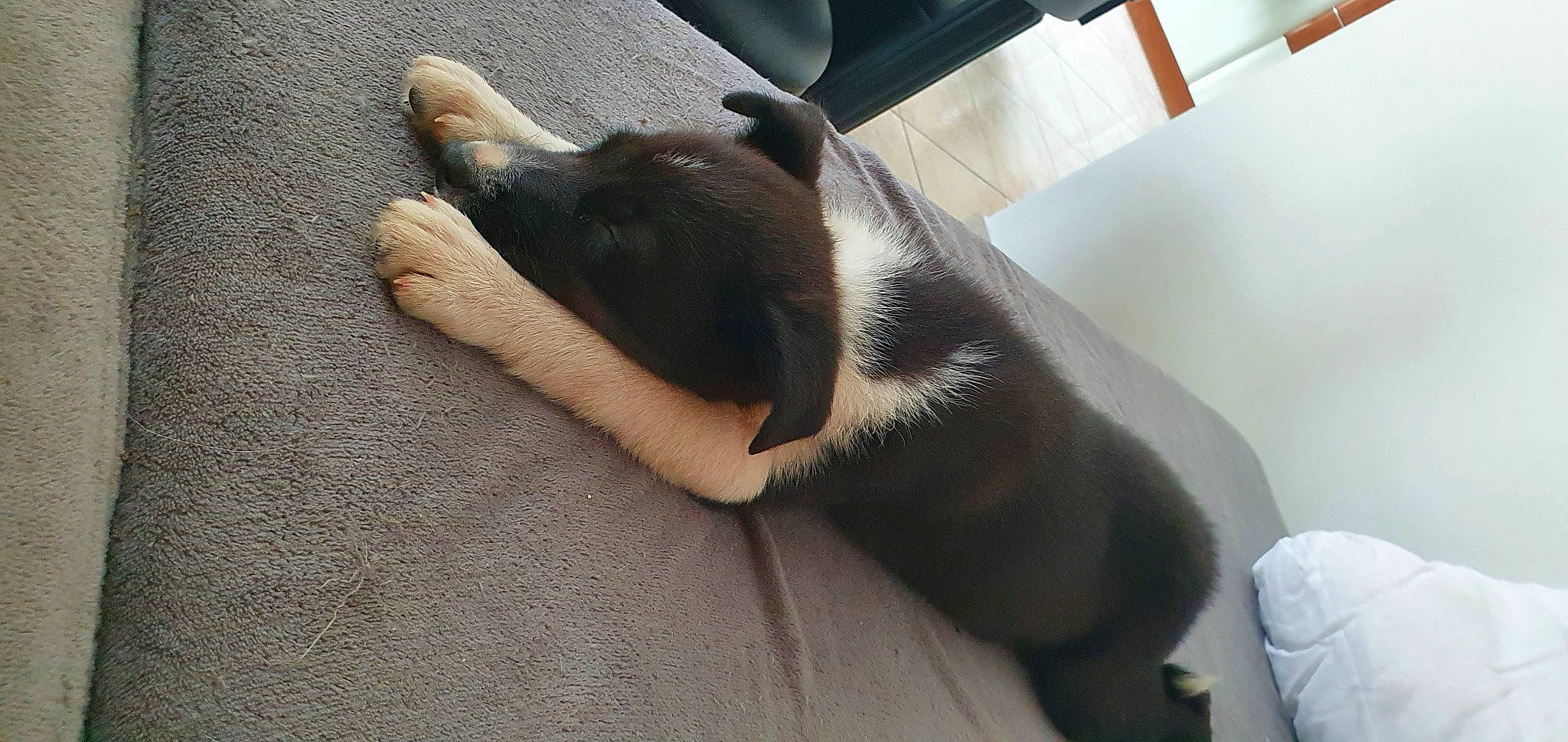 Snow a rejoint le concours — aidez-le/la à gagner de superbes lots ! carnivore, comfort, companion_dog, dog, dog_breed, ear, fawn, felidae, flooring, foot, gesture, hardwood, human_leg, paw, small_to_medium_sized_cats, snout, tail, whiskers, wood, working_animal