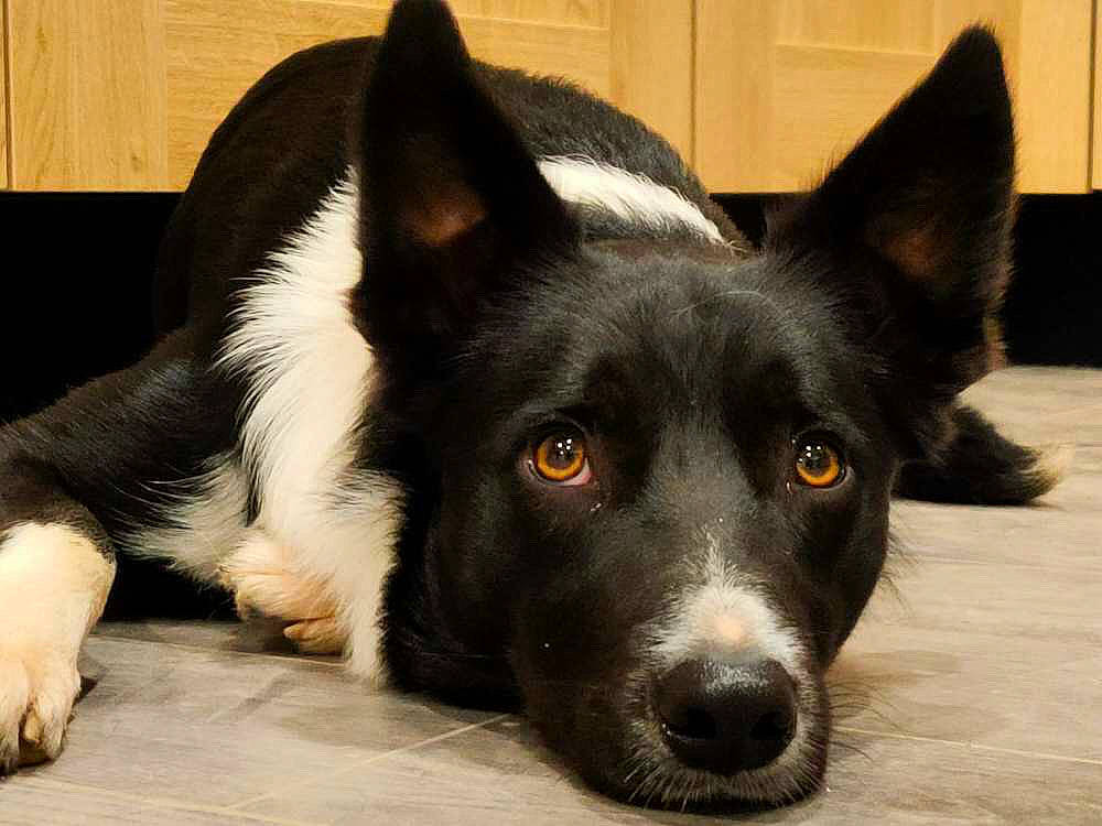 Snow a rejoint le concours — aidez-le/la à gagner de superbes lots ! canidae, carnivore, companion_dog, dog, dog_breed, fur, herding_dog, non_sporting_group, sporting_group, terrestrial_animal, whiskers, working_animal, working_dog