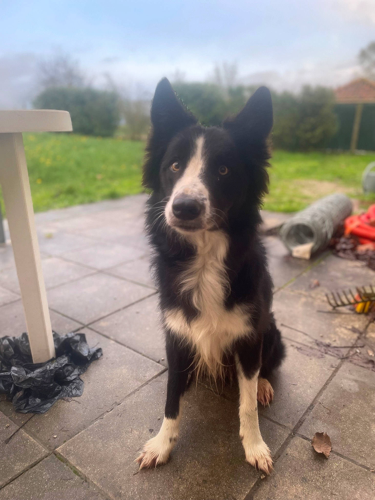 Oups participe au concours pour gagner de l'argent avec cette photo : australian_collie, border_collie, canidae, carnivore, cloud, companion_dog, dog, dog_breed, fur, herding_dog, plant, road_surface, sky, snout, tail, tree, whiskers, working_animal, working_dog