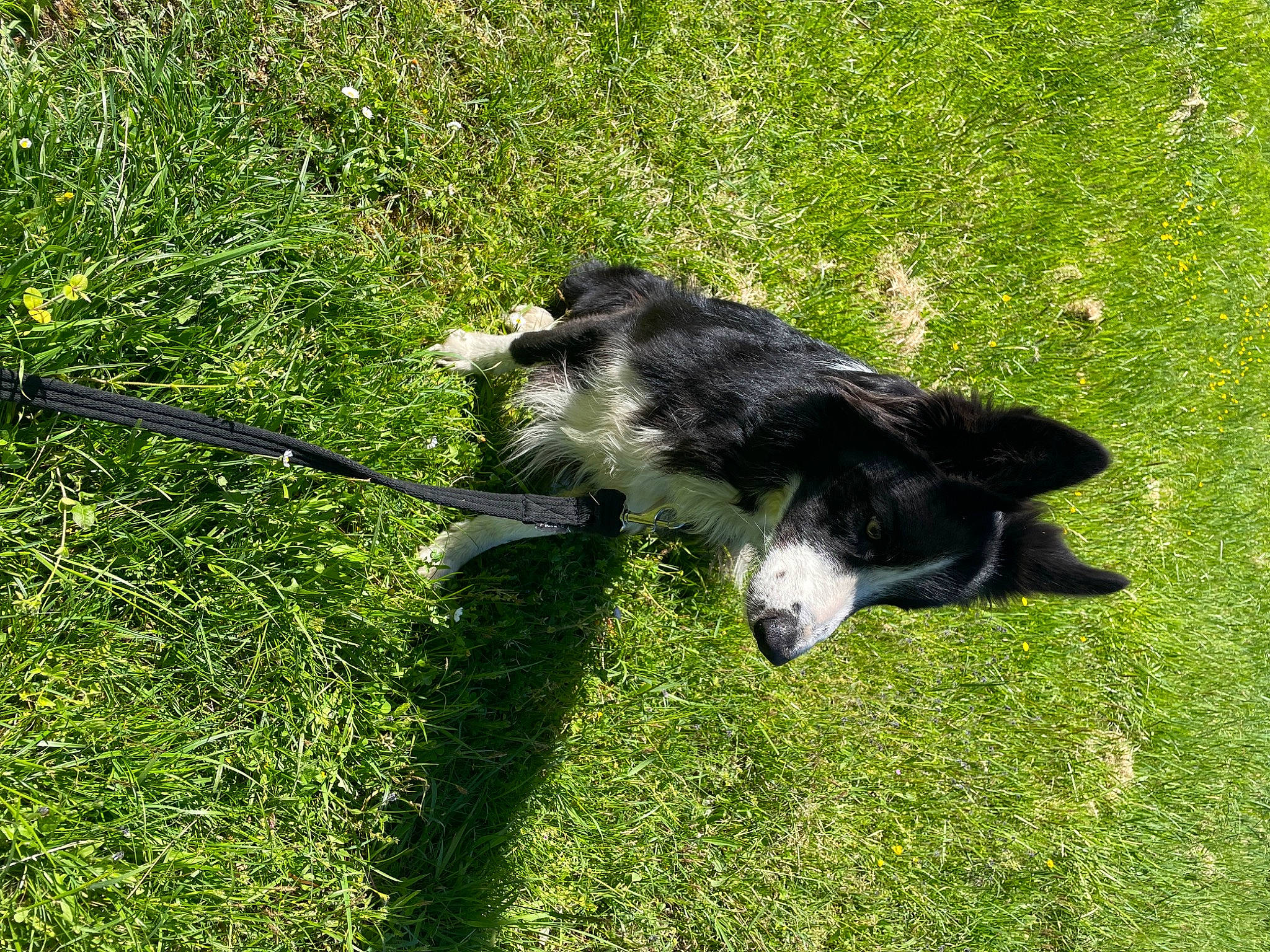 Oups a rejoint le concours — aidez-le/la à gagner de superbes lots ! border_collie, canidae, carnivore, companion_dog, dog, dog_breed, grass, grassland, herding_dog, pasture, plant, sporting_group, tail, terrestrial_animal, working_animal, working_dog