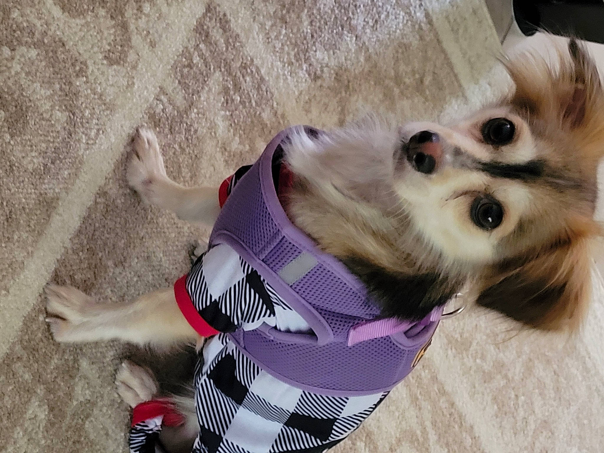 Matty is registered to the contest to win money with this photo: carnivore, collar, companion_dog, dog, dog_breed, dog_clothes, dog_collar, dog_supply, eyewear, fashion_accessory, fawn, fur, pet_supply, snout, sporting_group, sunglasses, toy_dog, whiskers, wood, working_animal