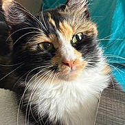 Hazel is registered to the contest to win money with this photo: cat, calico_cat, pet, animal, feline, fluffy, whiskers, green_eyes, ears, close_up, portrait, fur, white_fur, black_fur, orange_fur, indoor, couch, teal_background, cute, alert
