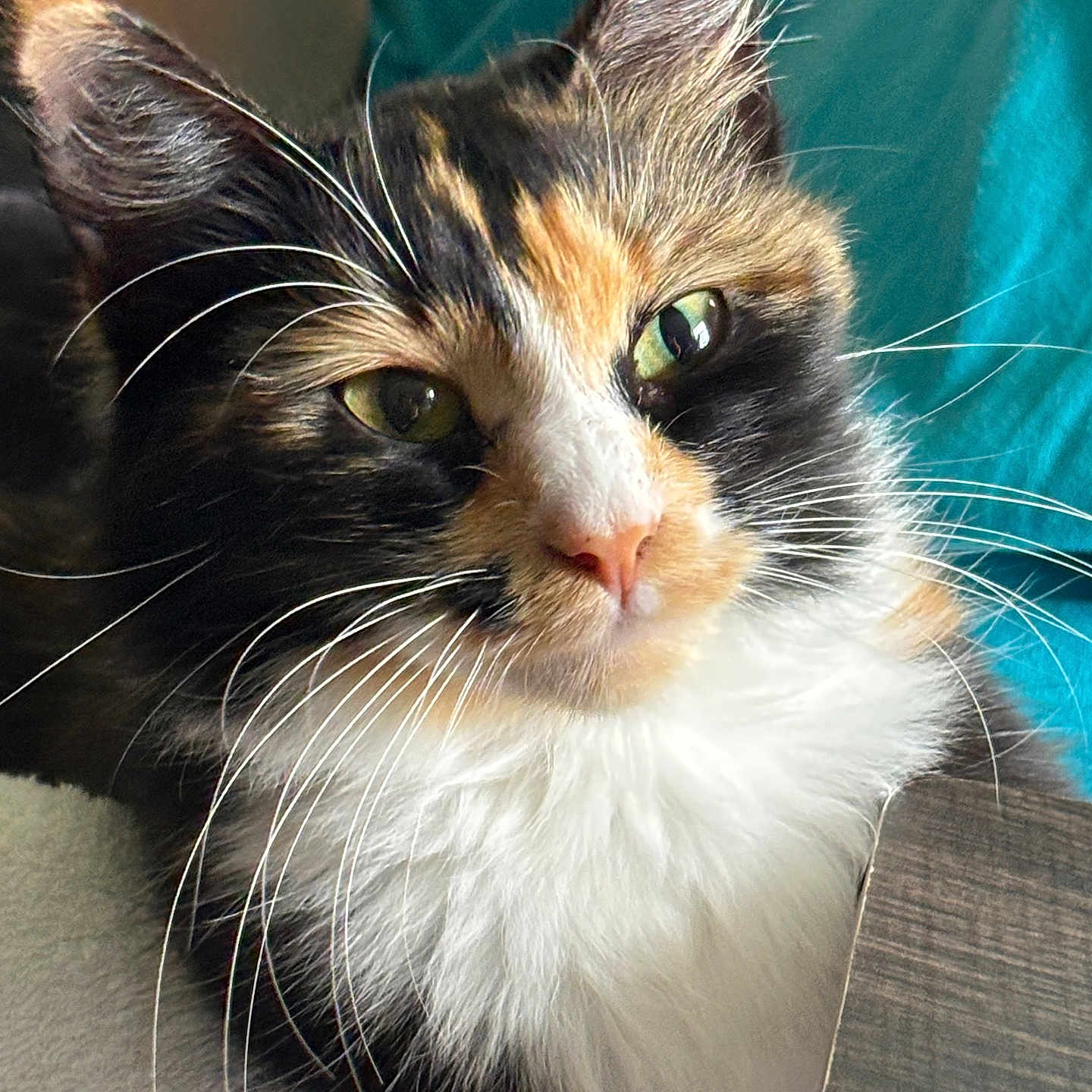 Hazel
