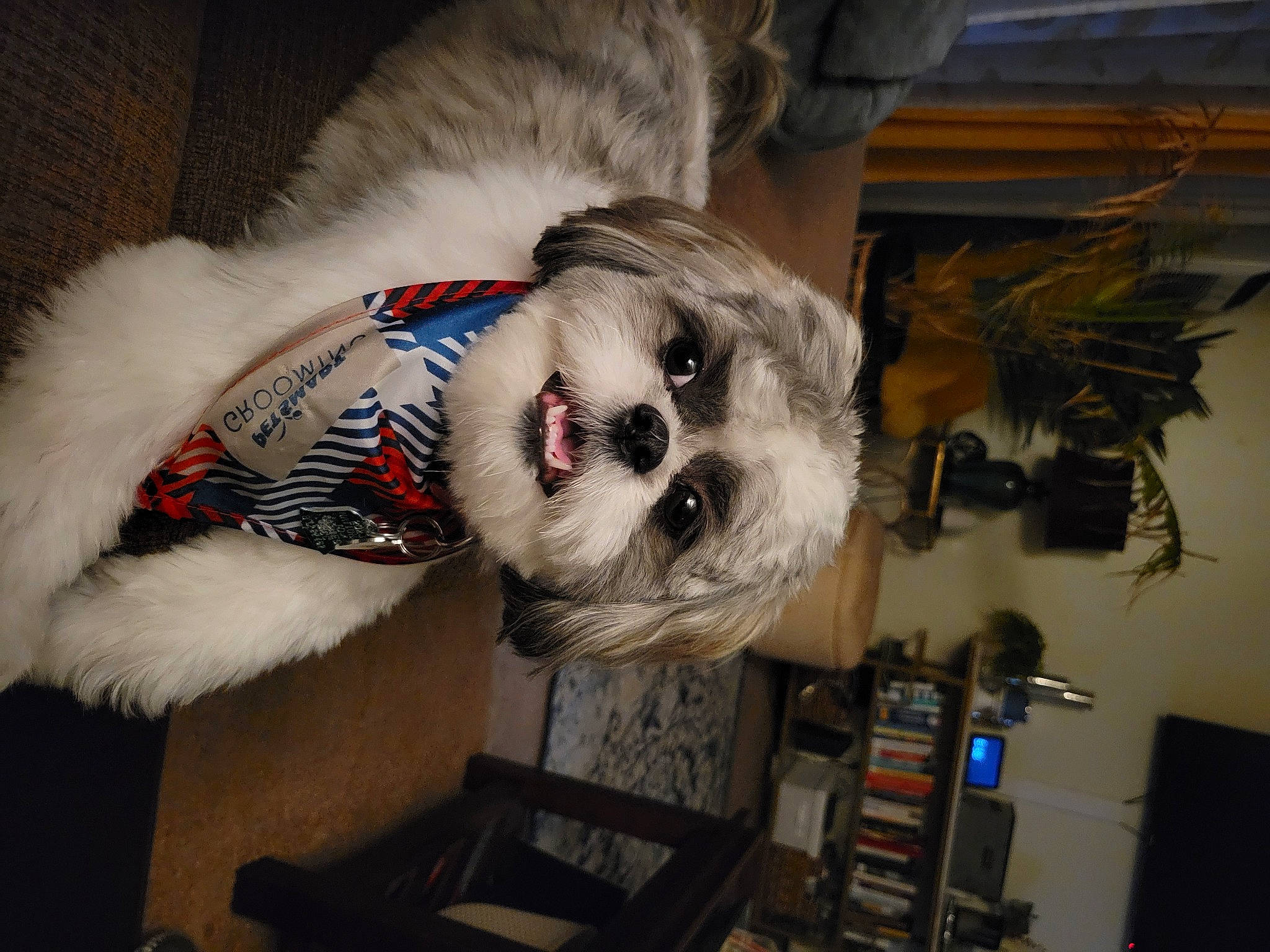 Atlas is registered to the contest to win money with this photo: canidae, carmine, carnivore, chair, companion_dog, dog, dog_breed, dog_clothes, dog_supply, fawn, felidae, fur, houseplant, non_sporting_group, personal_protective_equipment, snout, sporting_group, toy_dog, whiskers, working_animal