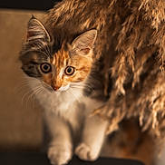 Tails participe au concours pour gagner de l'argent avec cette photo : kitten, cat, calico, animal, pet, fur, whiskers, ears, eyes, curious, dried_plants, soft, brown, orange, white, blurred_background, indoor, portrait, close_up, cute