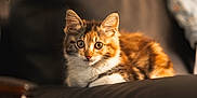 Tails participe au concours pour gagner de l'argent avec cette photo : kitten, cat, pet, animal, feline, cute, couch, leather, indoor, cozy, fur, whiskers, ears, eyes, relaxing, portrait, warm_light, home, domestic, curious