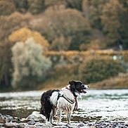 Okapi participe au concours pour gagner de l'argent avec cette photo : dog, water, river, rocks, outdoor, nature, animal, black_and_white, wet, landscape, trees, forest, happy, canine, fur, standing, scenic, daylight, collar, adventure