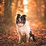 Okapi participe au concours pour gagner de l'argent avec cette photo : dog, border_collie, autumn, forest, leaves, sunlight, bokeh, outdoor, nature, animal, pet, fall, brown, orange, fur, sitting, daylight, mammal, portrait, canine