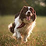 Okapi participe au concours pour gagner de l'argent avec cette photo : dog, border_collie, running, tongue_out, bandana, meadow, flowers, grass, outdoor, sunset, happy, animal, pet, nature, playful, canine, summer, greenery, adorable, joyful