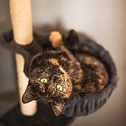 Chachat a rejoint le concours — aidez-le/la à gagner de superbes lots ! cat, tortoiseshell_cat, green_eyes, cat_tree, hammock, pet, animal, indoor, feline, whiskers, curious, cozy, relaxed, soft_light, portrait, looking_up, cute, domestic_cat, fur, ears