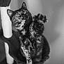 Chachat a rejoint le concours — aidez-le/la à gagner de superbes lots ! cat, tortoiseshell, paw, cat_tree, indoor, pet, feline, playful, fur, whiskers, curious, black_and_white, texture, close_up, animal, mammal, claw, looking_up, soft_focus, domestic_cat