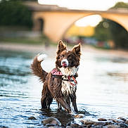 Sunny participe au concours pour gagner de l'argent avec cette photo : dog, water, river, rocks, outdoor, bridge, animal, wet_fur, playful, brown_and_white, tongue_out, nature, canine, shallow_water, summer, adventure, pet, scenic, daylight, portrait