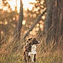 Sunny a rejoint le concours — aidez-le/la à gagner de superbes lots ! dog, animal, outdoor, nature, grass, forest, sunlight, golden_hour, brown_and_white, pet, canine, sitting, peaceful, trees, background_blur, wildlife, portrait, daylight, fur, looking_away
