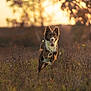 Sunny participe au concours pour gagner de l'argent avec cette photo : dog, running, field, sunset, nature, grass, happy, outdoor, animal, playful, brown, white, ears, tongue, motion, leap, sunlight, wildflowers, blurred_background, canine
