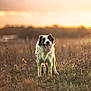 Ryo a rejoint le concours — aidez-le/la à gagner de superbes lots ! dog, animal, outdoor, field, grass, wildflowers, sunset, nature, happy, panting, canine, pet, fur, tongue, muzzle, ears, light, bokeh, landscape, summer