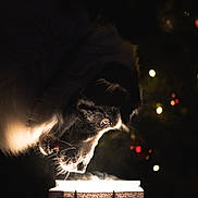 Ryo participe au concours pour gagner de l'argent avec cette photo : dog, gift_bag, light, dark, illumination, curious, pet, animal, holiday, twinkle_lights, black_background, close_up, warm_light, face, whiskers, fur, indoor, shadow, mystery, festive
