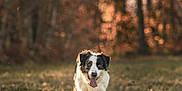 Ryo participe au concours pour gagner de l'argent avec cette photo : dog, border_collie, grass, field, outdoor, nature, autumn, forest, sunlight, animal, pet, tongue_out, happy, walking, canine, mammal, daylight, leaves, blurred_background, brown