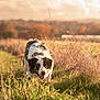 Ryo participe au concours pour gagner de l'argent avec cette photo : dog, border_collie, grass, field, outdoor, nature, sunlight, animal, pet, mammal, canine, autumn, countryside, happy, walking, fur, ears, snout, eyes, tail