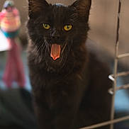 Milo a rejoint le concours — aidez-le/la à gagner de superbes lots ! cat, black_cat, tongue_out, indoor, pet, animal, feline, yellow_eyes, whiskers, close_up, blurred_background, cage, play_toy, curious, cute, fluffy, portrait, domestic_cat, expression, muzzle