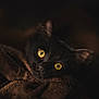Milo participe au concours pour gagner de l'argent avec cette photo : cat, black_cat, animal, pet, eyes, golden_eyes, blanket, cozy, dark, moody, portrait, feline, whiskers, fur, closeup, indoor, resting, cute, soft, mysterious