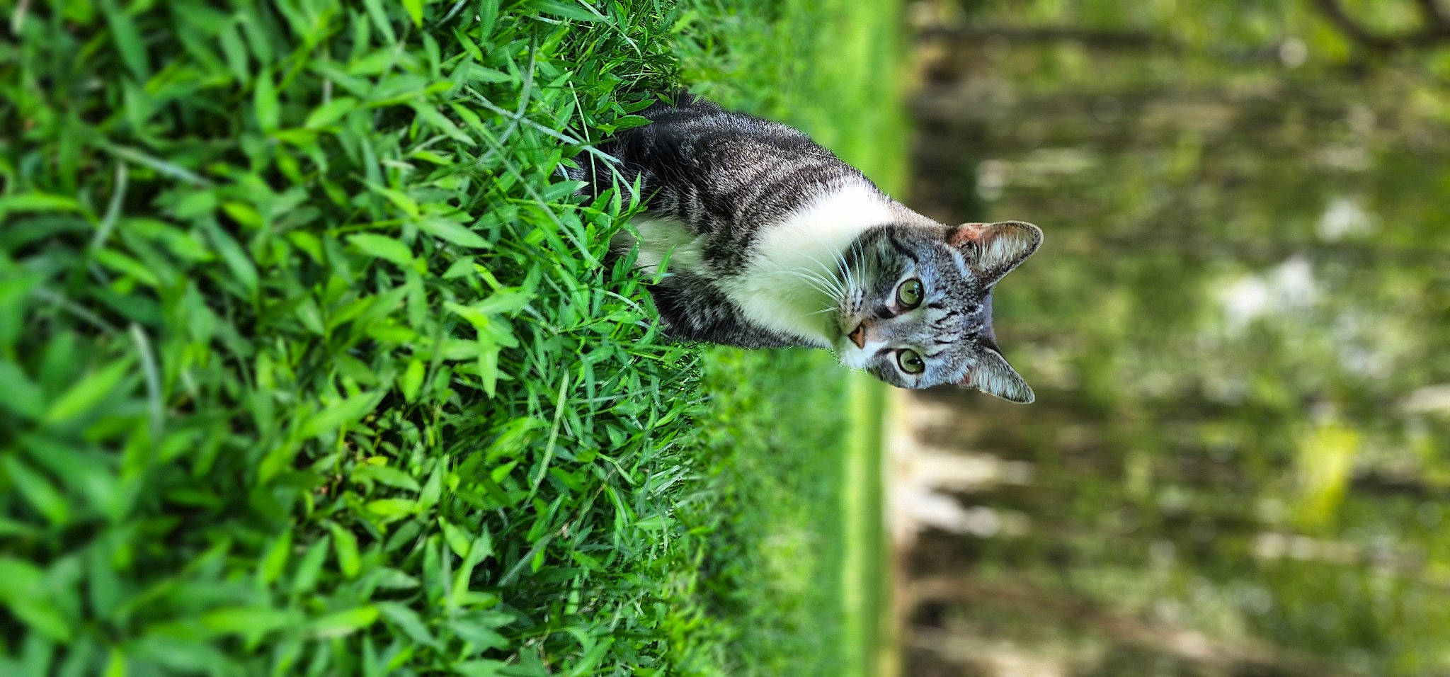 Dane joined the competition — help win amazing prizes! carnivore, cat, dog_breed, domestic_short_haired_cat, felidae, grass, grass_family, groundcover, organism, plant, shrub, small_to_medium_sized_cats, snout, sporting_group, tail, terrestrial_animal, terrestrial_plant, tree, whiskers, wood