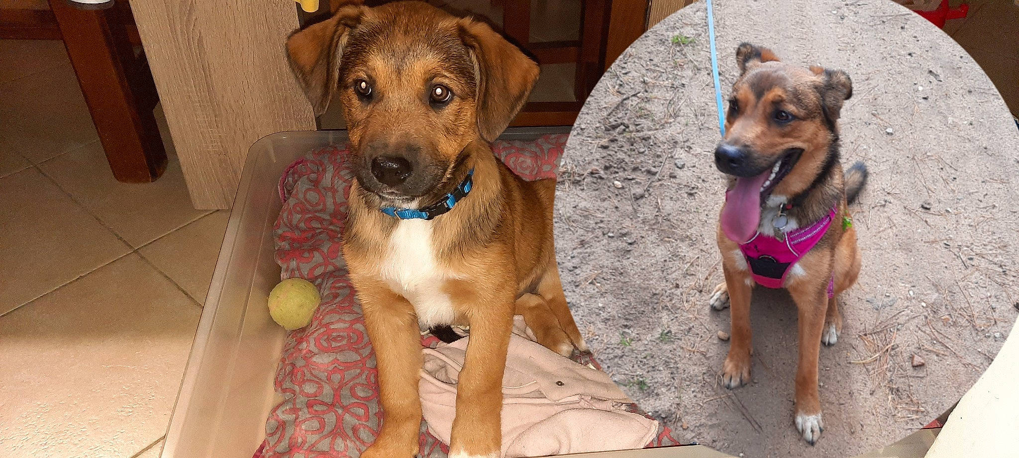 Harley a rejoint le concours — aidez-le/la à gagner de superbes lots ! canidae, carnivore, collar, companion_dog, dog, dog_breed, dog_collar, dog_supply, fawn, flooring, fur, liver, paw, pet_supply, snout, sporting_group, working_animal, working_dog