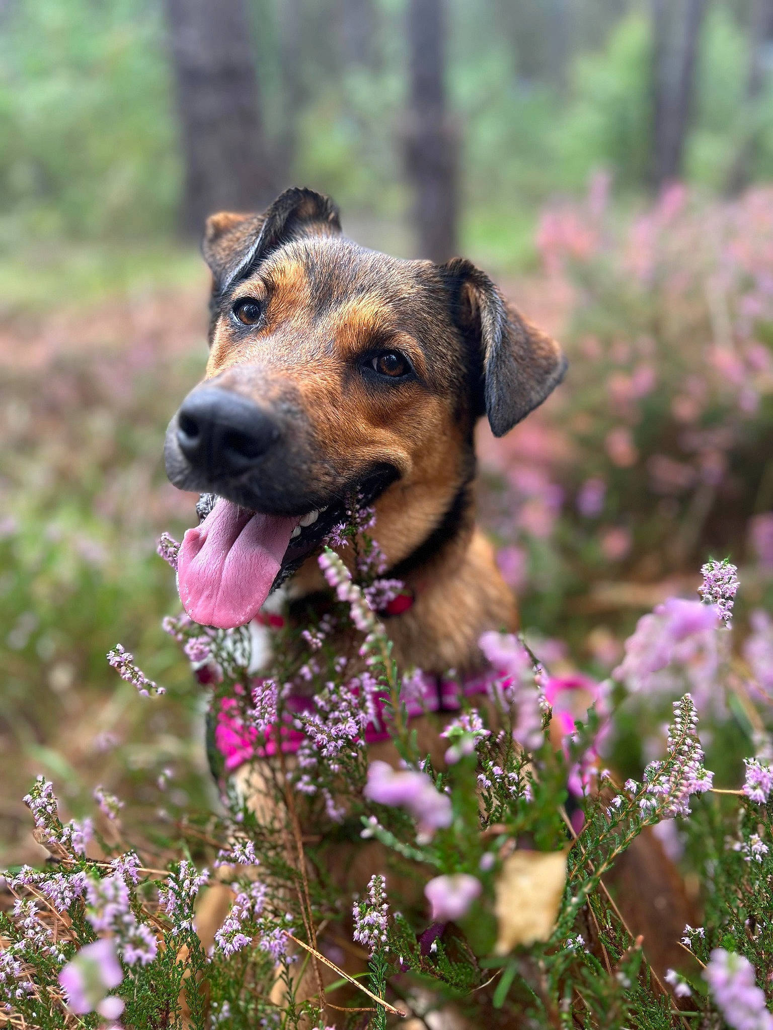 Harley a rejoint le concours — aidez-le/la à gagner de superbes lots ! canidae, carnivore, collar, companion_dog, dog, dog_breed, flower, grass, grassland, groundcover, herbaceous_plant, landscape, meadow, plant, sporting_group, spring, tree, wildflower, working_animal, working_dog