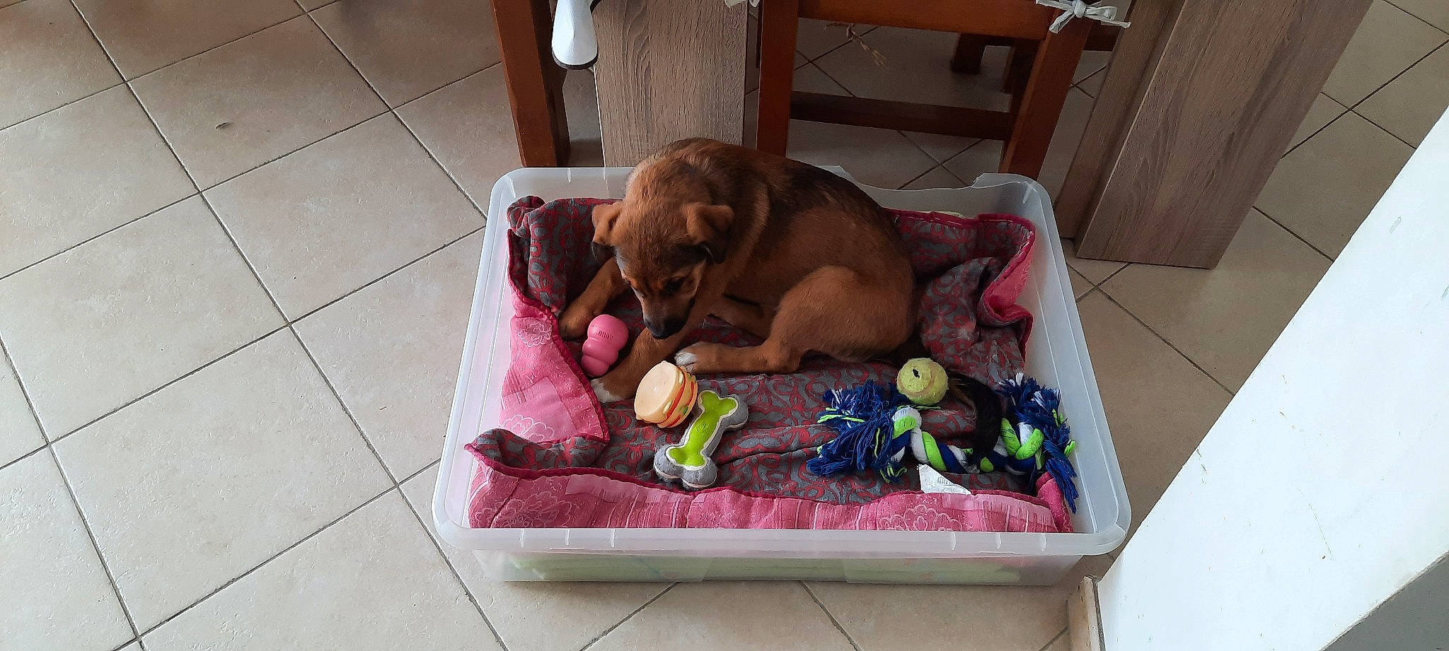 Harley a rejoint le concours — aidez-le/la à gagner de superbes lots ! bathing, canidae, chair, child, companion_dog, dog, dog_breed, dog_supply, fawn, flooring, hardwood, liver, play, puppy, room, sporting_group, stuffed_toy, toy, wood, working_animal