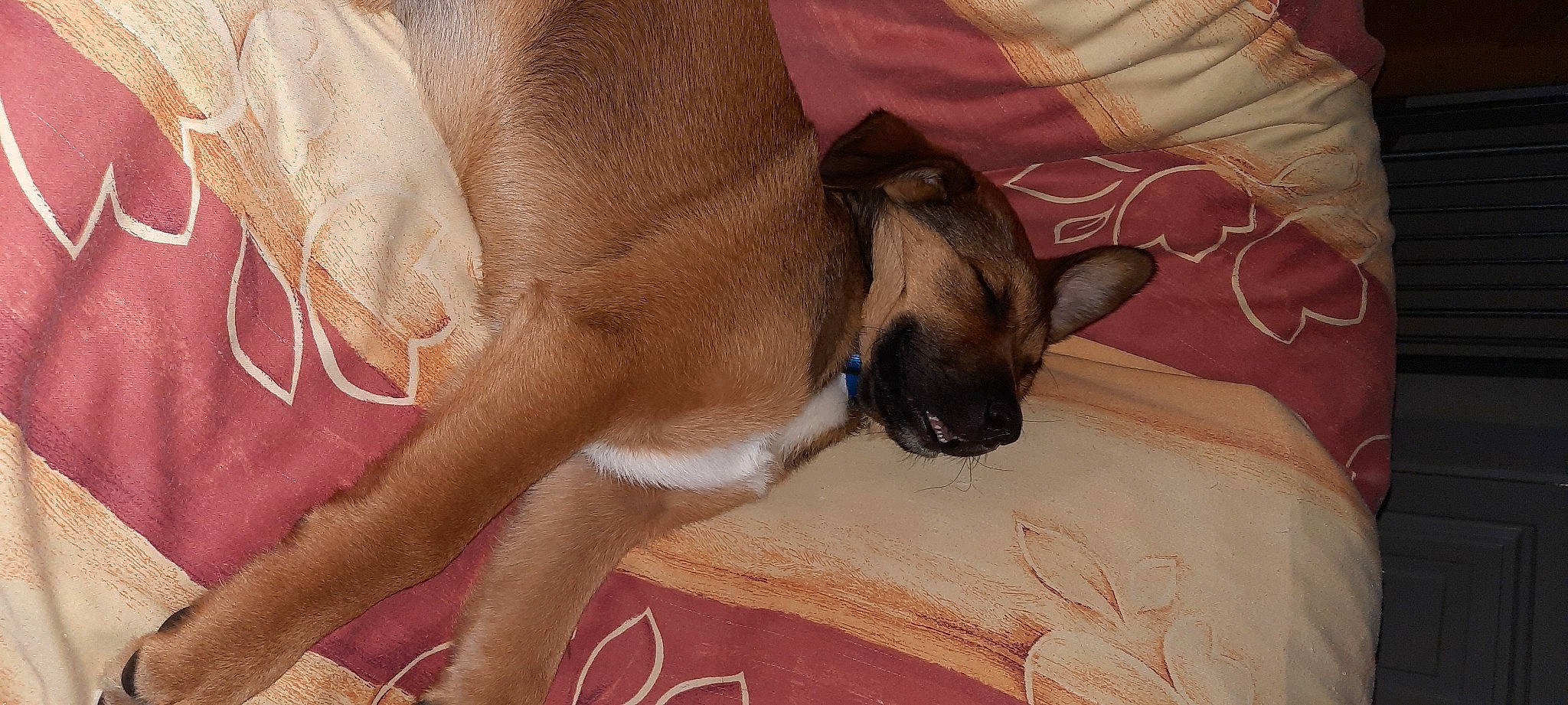 Harley a rejoint le concours — aidez-le/la à gagner de superbes lots ! carnivore, comfort, companion_dog, dog, dog_breed, dog_supply, fawn, felidae, foot, hardwood, human_leg, linens, liver, paw, snout, sporting_group, toy_dog, whiskers, wood, working_animal