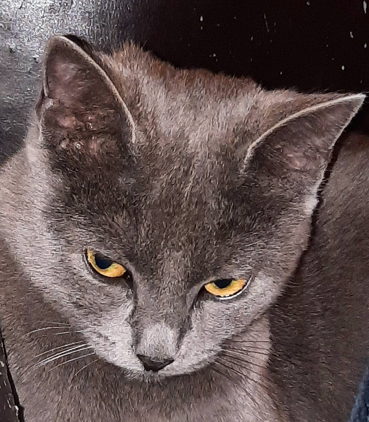 éclair a rejoint le concours — aidez-le/la à gagner de superbes lots ! black_cat, carnivore, cat, domestic_short_haired_cat, felidae, fur, grey, small_to_medium_sized_cats, snout, terrestrial_animal, whiskers