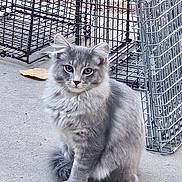Feral joined the competition — help win amazing prizes! cat, gray_cat, fluffy, animal, pet, sitting, outdoor, concrete_floor, metal_cage, wire_cage, curious, feline, fur, whiskers, ears, tail, quiet, domestic_cat, alert, looking