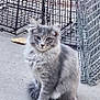 cat, gray_cat, fluffy, animal, pet, sitting, outdoor, concrete_floor, metal_cage, wire_cage, curious, feline, fur, whiskers, ears, tail, quiet, domestic_cat, alert, looking