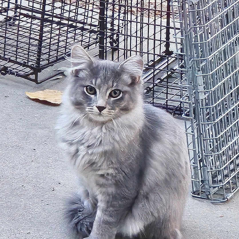 Feral joined the competition — help win amazing prizes! alert, animal, cat, concrete_floor, curious, domestic_cat, ears, feline, fluffy, fur, gray_cat, looking, metal_cage, outdoor, pet, quiet, sitting, tail, whiskers, wire_cage