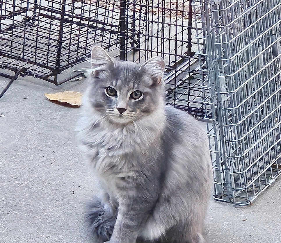 Feral joined the competition — help win amazing prizes! cat, gray_cat, fluffy, animal, pet, sitting, outdoor, concrete_floor, metal_cage, wire_cage, curious, feline, fur, whiskers, ears, tail, quiet, domestic_cat, alert, looking