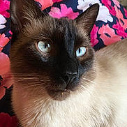 Yuki is registered to the contest to win money with this photo: cat, siamese_cat, close_up, blue_eyes, fur, whiskers, pet, animal, portrait, indoor, floral_background, colorful, vibrant, soft_fur, face, ears, nose, eyes, looking_away, cute