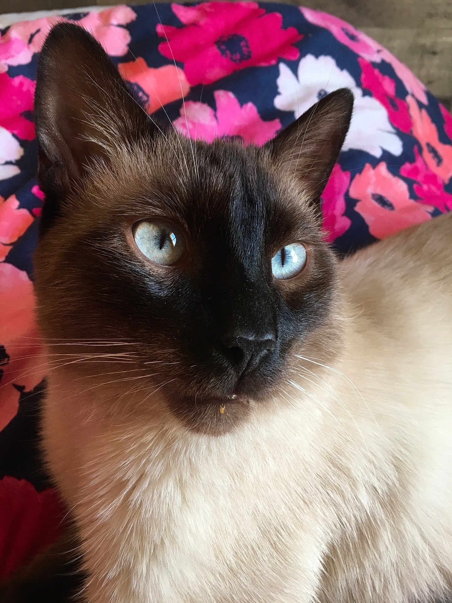 Yuki is registered to the contest to win money with this photo: cat, siamese_cat, close_up, blue_eyes, fur, whiskers, pet, animal, portrait, indoor, floral_background, colorful, vibrant, soft_fur, face, ears, nose, eyes, looking_away, cute