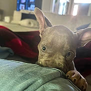 Hemi is registered to the contest to win money with this photo: puppy, dog, pet, indoor, closeup, curious, ears, eyes, denim, fabric, couch, blanket, home, cozy, animal, mammal, cute, young, playful, paw