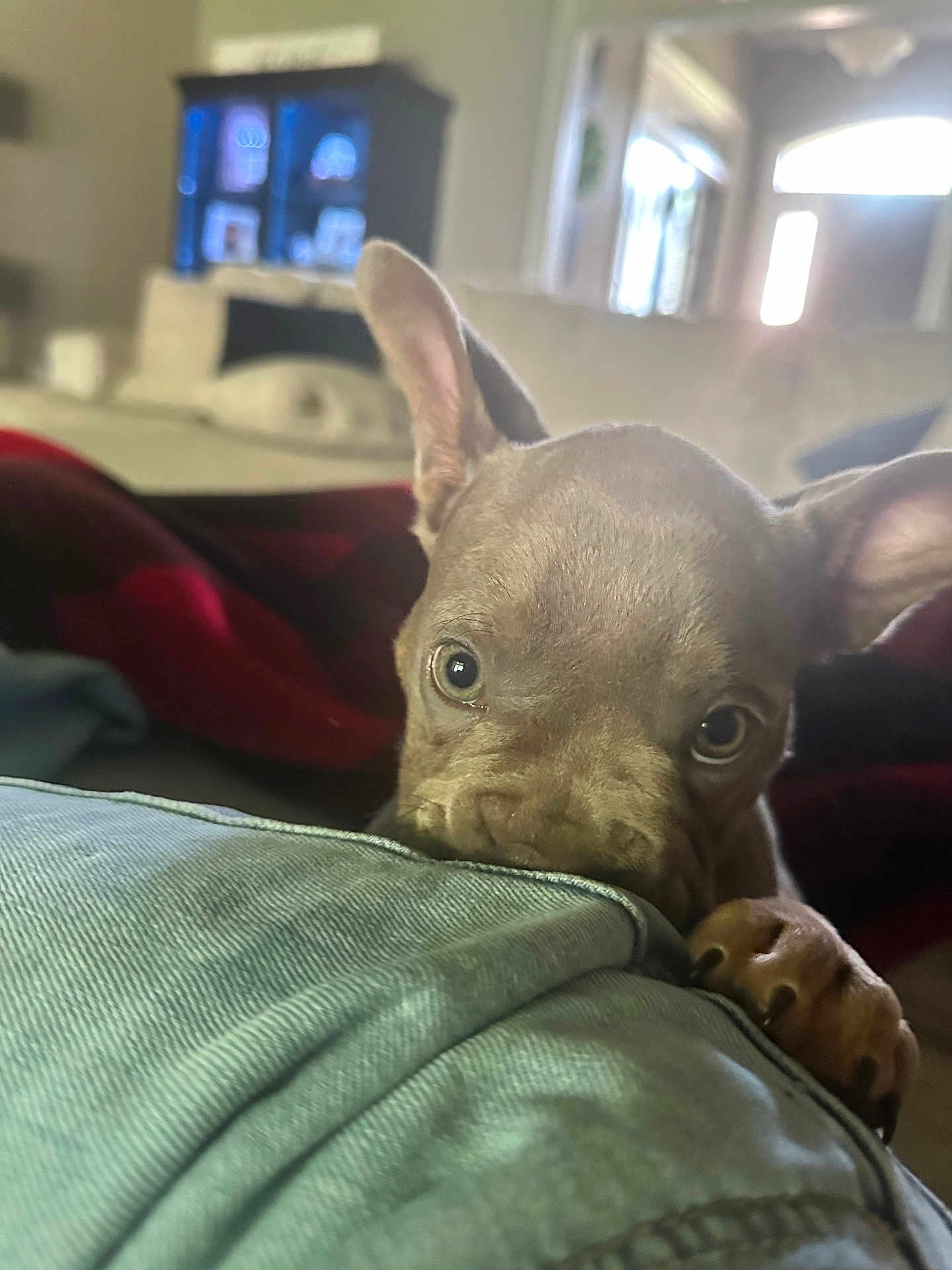 Hemi is registered to the contest to win money with this photo: puppy, dog, pet, indoor, closeup, curious, ears, eyes, denim, fabric, couch, blanket, home, cozy, animal, mammal, cute, young, playful, paw