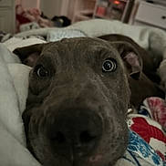 Draco is registered to the contest to win money with this photo: dog, close_up, nose, blanket, indoor, bedroom, cozy, curious, animal, pet, snuggling, furniture, colorful, pattern, ears, face, relaxed, domestic, cute, companion