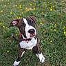 animal, brindle, curious, cute, dog, ears, face, grass, greenery, nature, nose, outdoor, paw, pet, puppy, red_collar, sitting, white_paws, yellow_flowers, young_dog