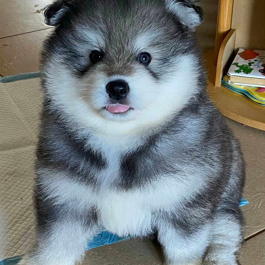 Alto participe au concours pour gagner de l'argent avec cette photo : animal, cozy, cute, dog, eyes, face, fluffy, fur, grey, home, indoor, nose, pet, playful, puppy, sitting, small, tile_floor, tongue_out, white