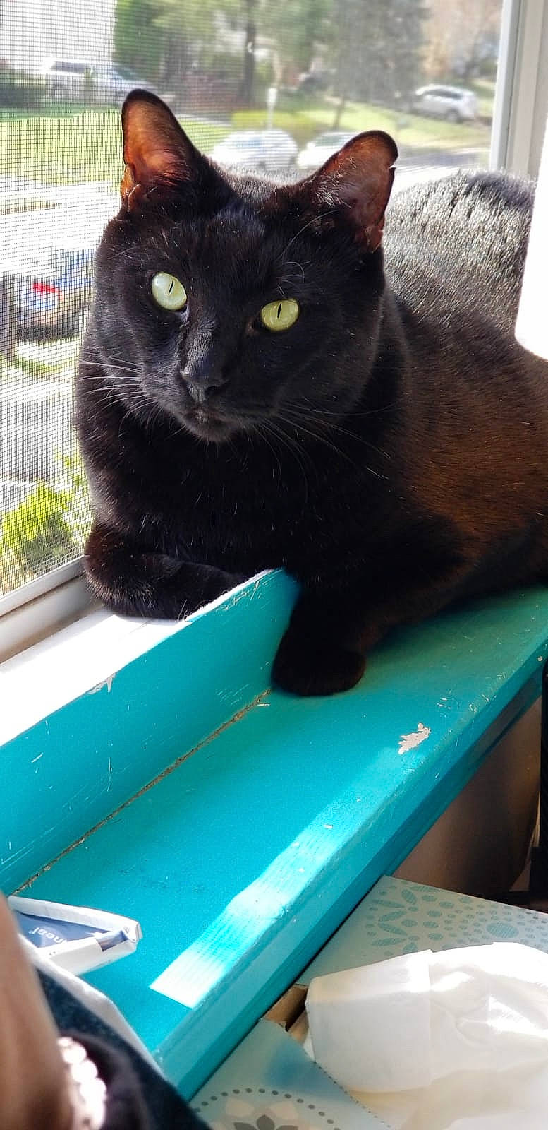 Yogi joined the competition — help win amazing prizes! black_cat, blue, bombay, carnivore, cat, cat_furniture, cat_supply, domestic_short_haired_cat, electric_blue, felidae, fur, grass, green, pet_supply, plant, small_to_medium_sized_cats, snout, tail, whiskers, window