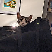 Athena participe au concours pour gagner de l'argent avec cette photo : cat, bag, indoor, curious, peek, furniture, wall, painting, shelf, decor, container, black, animal, pet, closeup, face, ears, eyes, light, shadow