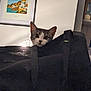 cat, bag, indoor, curious, peek, furniture, wall, painting, shelf, decor, container, black, animal, pet, closeup, face, ears, eyes, light, shadow