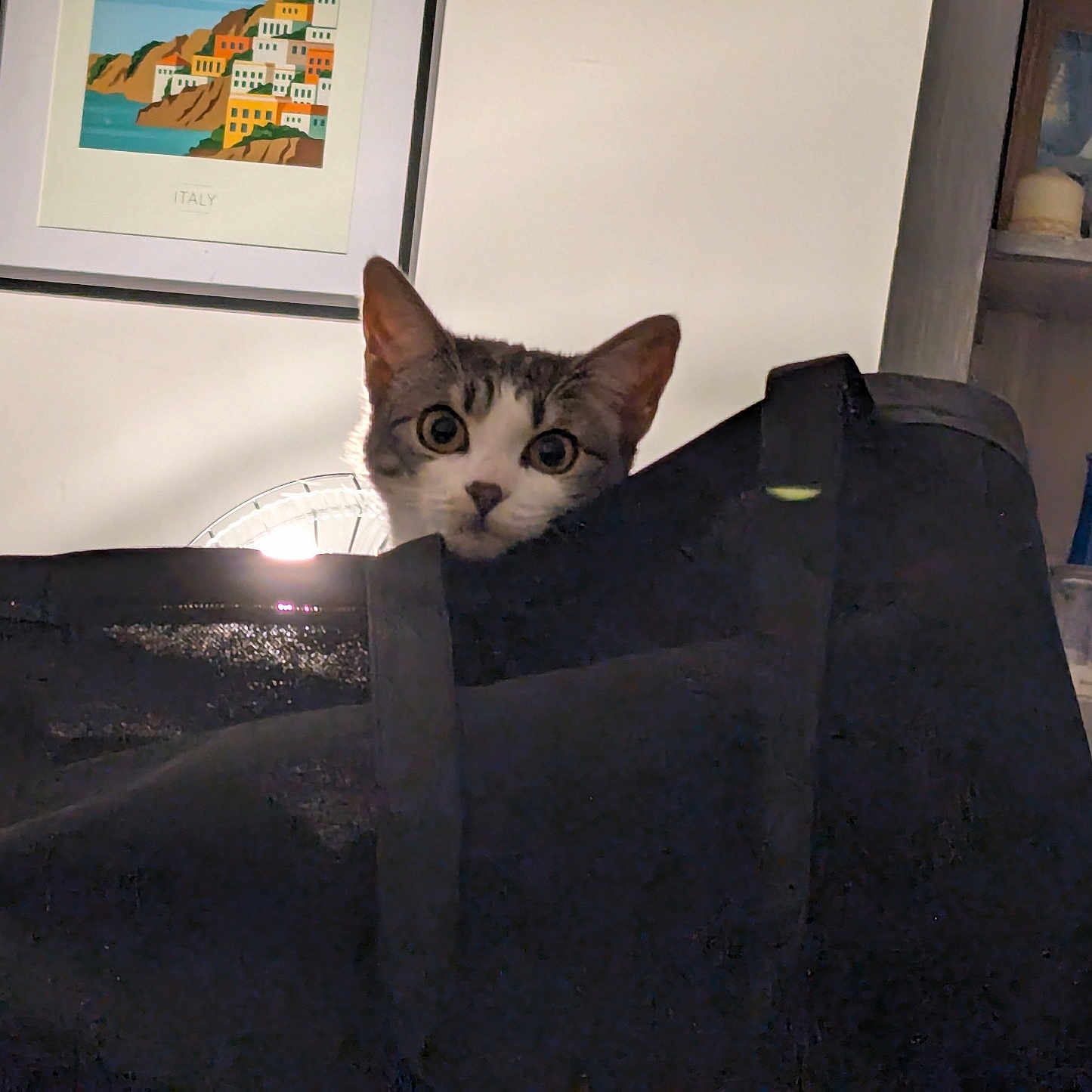 Athena participe au concours pour gagner de l'argent avec cette photo : animal, bag, black, cat, closeup, container, curious, decor, ears, eyes, face, furniture, indoor, light, painting, peek, pet, shadow, shelf, wall