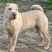 Alya a rejoint le concours — aidez-le/la à gagner de superbes lots ! dog, shar_pei, wrinkled_skin, curled_tail, standing, outdoor, grass, stone_surface, pet, animal, canine, alert, portrait, fur, muzzle, ears, paws, nature, name_overlay, texture
