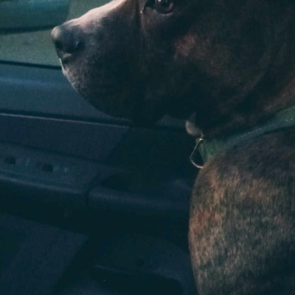 Vladimir is registered to the contest to win money with this photo: accessories, animal, belt, boxer, bulldog, canine, car, car_exterior, dog, hound, labradorretriever, machine, pet, pitbull, pointer, puppy, snout, spoke, transportation, vehicle